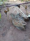 IMG_1057.jpeg