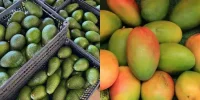 Avocadoes-Mangoes-2026-10-28.webp