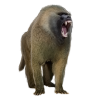 duocore