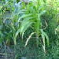 Rugas