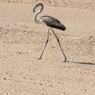 kadakokigondile