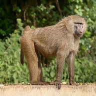 Nyendeke