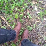 Ramso_Cyma