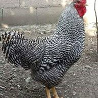 Chuck j