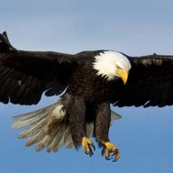 Eagle wa Bongo