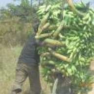 Hossam