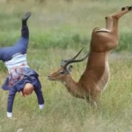 sepema
