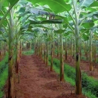 monga farm