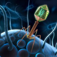 Bacteriophage