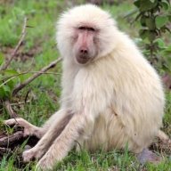 Nyani wa Somanga