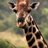 joefrancy