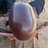 jidula mabambasi