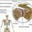 Glenohumeral joint