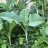 card78