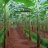 monga farm