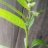 Hamayser hamisi
