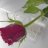 sophy p