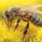 Honeybees